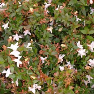 Abelia rastrera (Abelia grandiflora postrata)