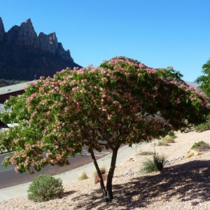 Acacia de Constantinopla/Árbol de la seda(Albizia julibrissin)