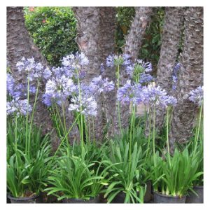 Agapanto, Flor del amor, Lirio africano (Agapanthus africanus) – Plantas  Mallorca