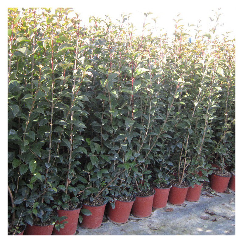Digital Cuota de admisión crecer Aligustre del Japón(Ligustrum japonicum) – Plantas Mallorca