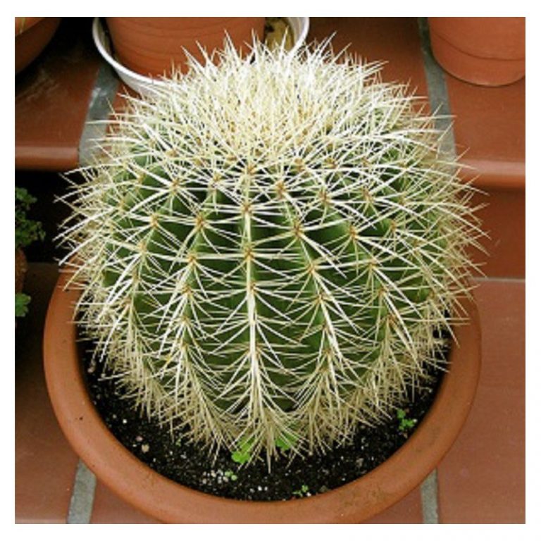 Asiento de suegra, Grusoni (Echinocactus grusonii) – Plantas Mallorca