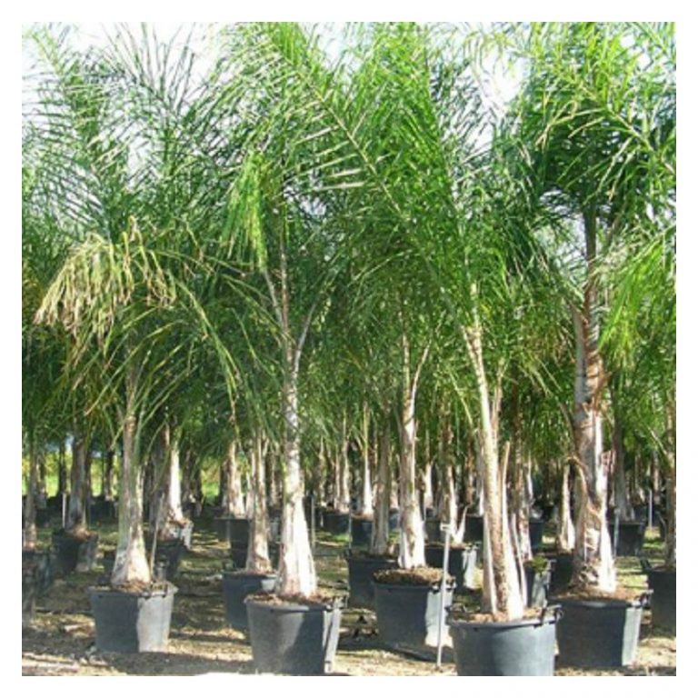 Vivaio Garden Forest Cocos Plumosa, Palma Di Cocco, Pianta - Foto 9