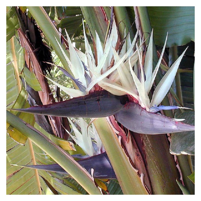 Flor del paraiso/Estrelitzia Alba (Strelitzia augusta) – Plantas Mallorca