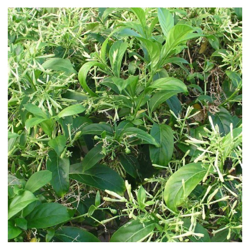 Galán de noche (Cestrum nocturnum) – Plantas Mallorca