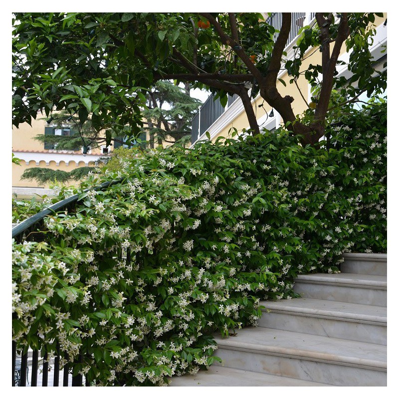 Jazmín de leche (Trachelospermum/Rhynchospermum jasminoides) – Plantas  Mallorca