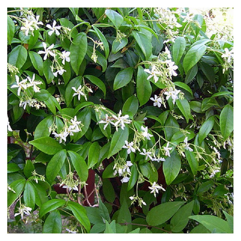 Jazmín de leche (Trachelospermum/Rhynchospermum jasminoides) – Plantas  Mallorca