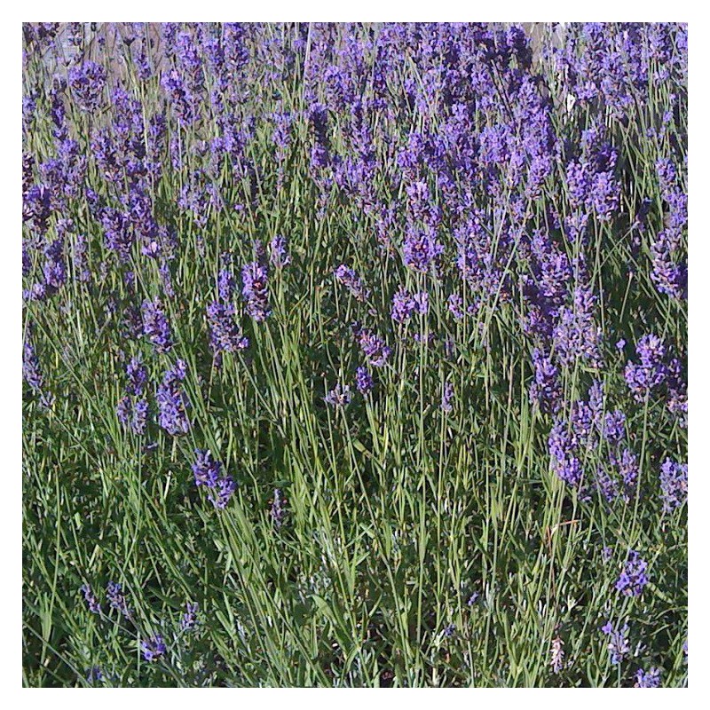 Lavanda/Espigolina (Lavandula angustifolia) – Plantas Mallorca