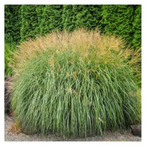 Miscantus sinensis (Miscanthus/Pasto de elefante)