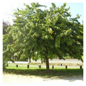 Morera sin fruto(Morus 'fruitless')