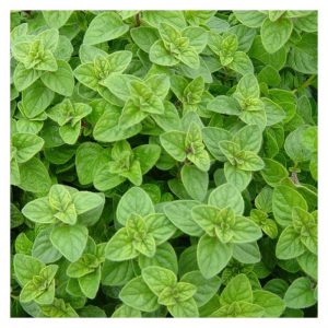Orégano (origanum vulgare)