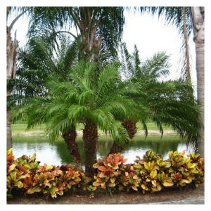 Palmera robeleni/enana (Phoenix roebelenii)