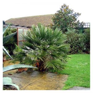 Palmito (Chamaerops humilis)