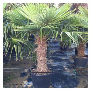 Palmito elevado/Chamaerops excelsa (Trachycarpus fortunei)