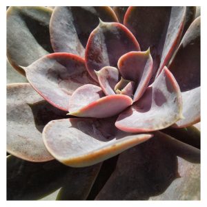Perla de Nuremberg(Echeveria perla de Nuremberg)