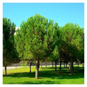 Pino (Pinus pinea)