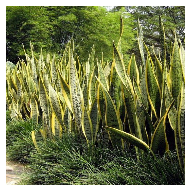 Sanseviera Sansevieria Trifasciata Laurentii Espada De San Jorge 