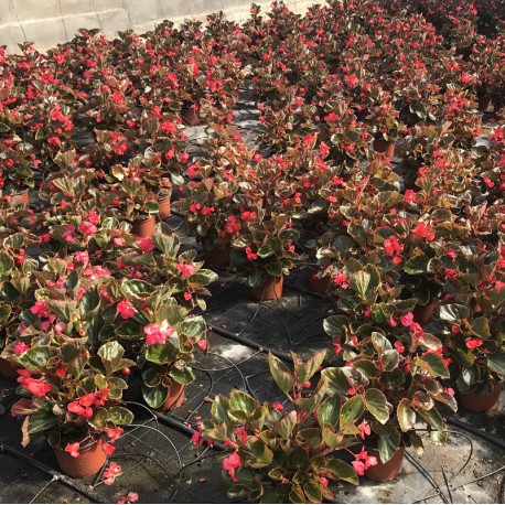 Begonia 'Dragon wing' (Begonia semperflorens) – Plantas Mallorca