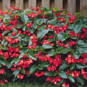 Begonia 'Dragon wing' (Begonia semperflorens) – Plantas Mallorca