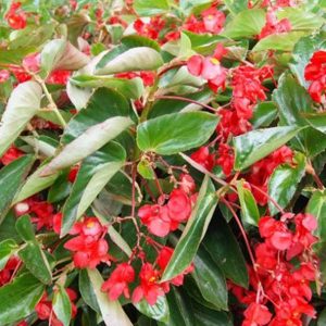 Begonia 'Dragon wing'- hoja verde (Begonia semperflorens) – Plantas Mallorca