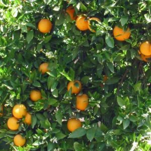 Naranjo (Citrus sinensis)