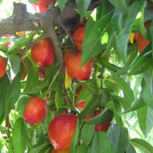 Nectarina(Prunus persica)
