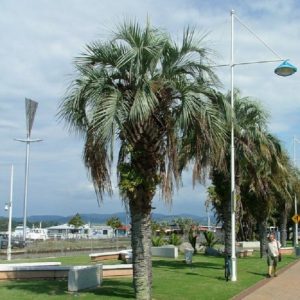 Palma de la jalea,Palma de Brasil (Butia capitata)