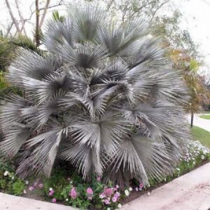 Palmera azul (Brahea/Erythea armata)