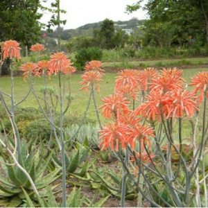 Pita real (Aloe maculata/Aloe saponaria)